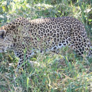 African Leopards Suzanne Vlamis Photography