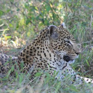 African Leopards Suzanne Vlamis Photography