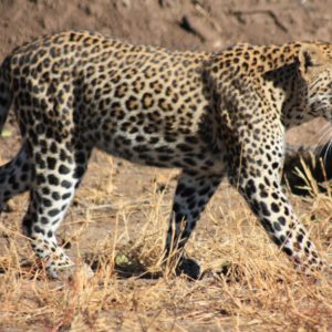 African Leopards Suzanne Vlamis Photography