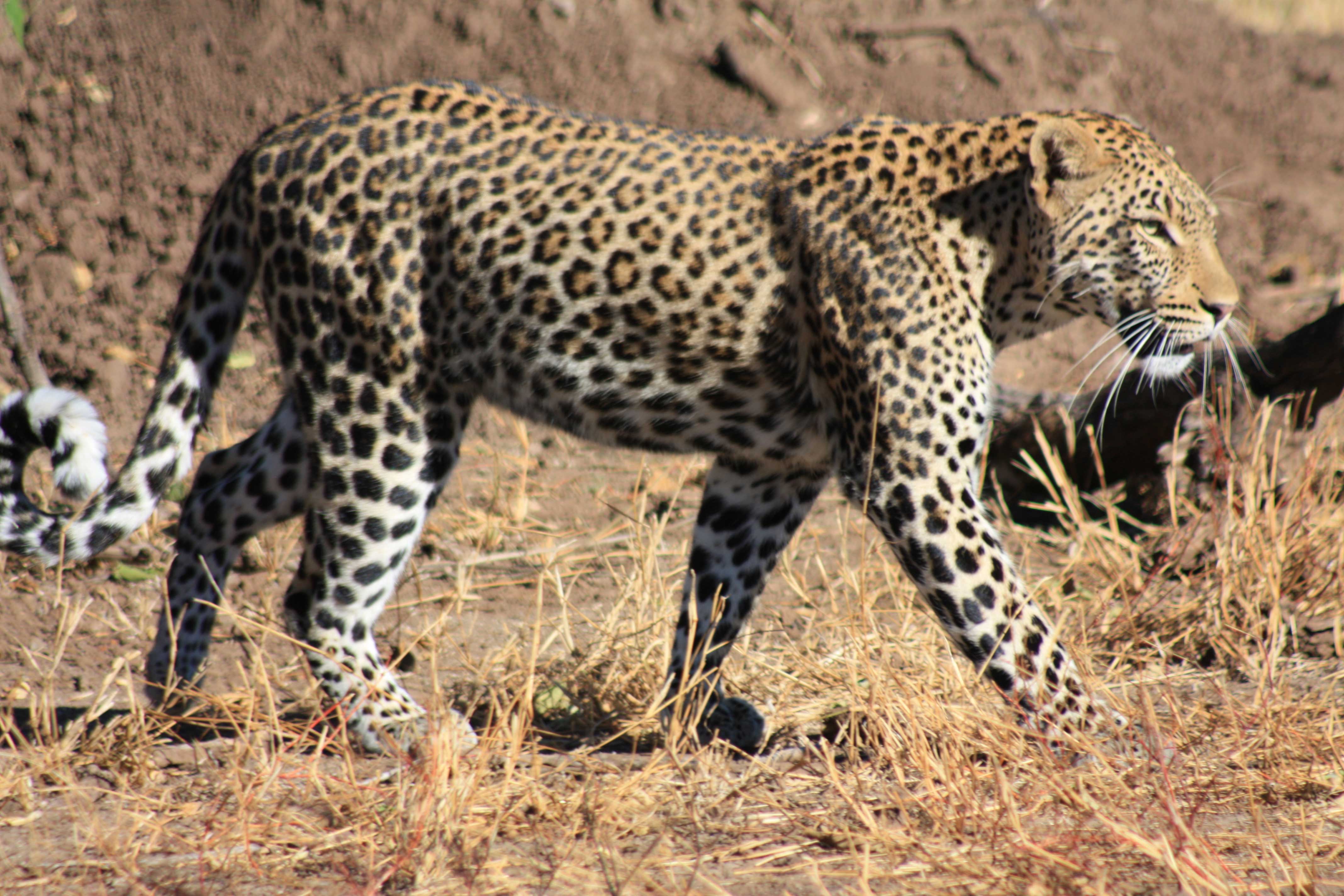 African Leopards Suzanne Vlamis Photography