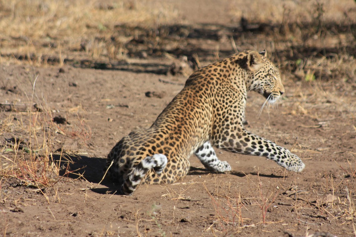 South Africa Leopards Disc3 138