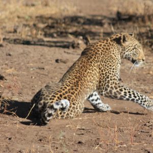 African Leopards Suzanne Vlamis Photography