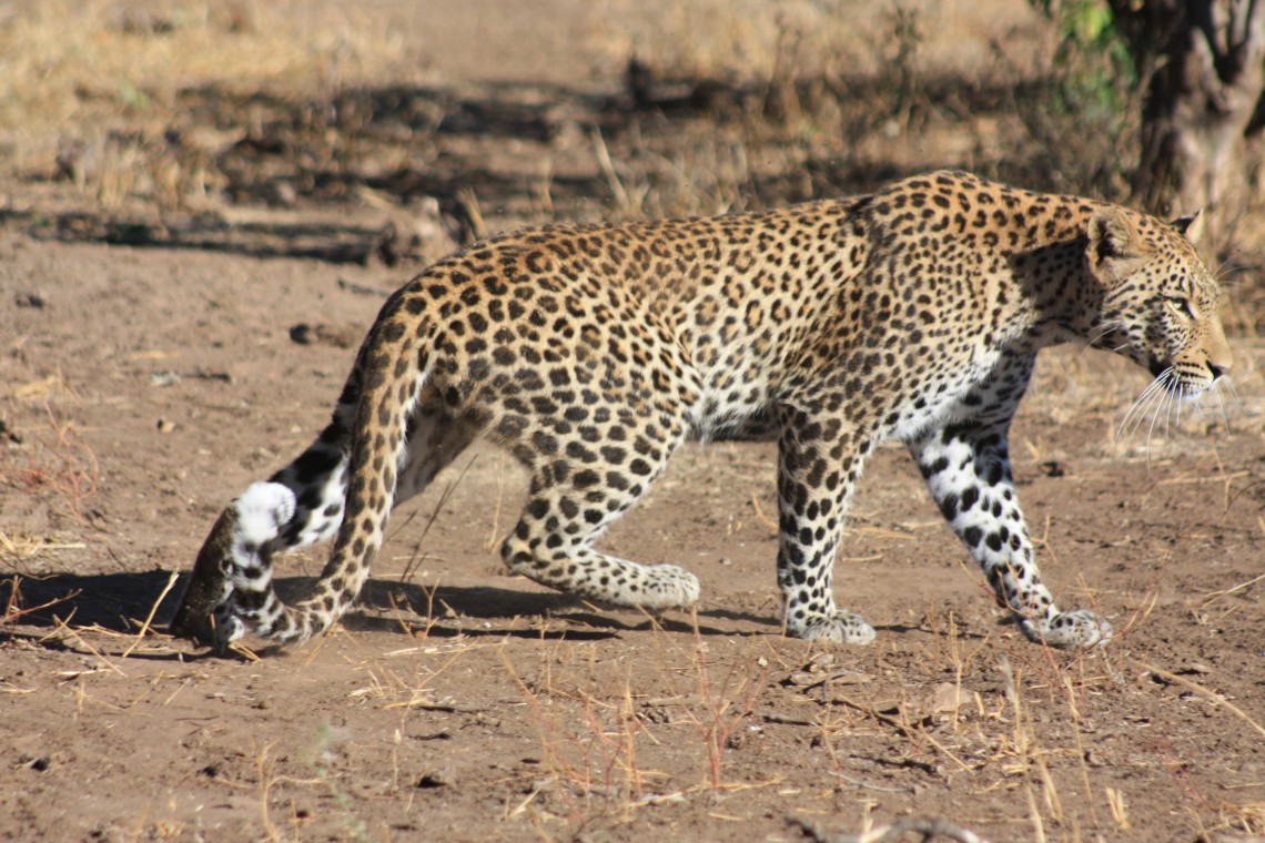 South Africa Leopards Disc3 139