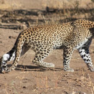 African Leopards Suzanne Vlamis Photography