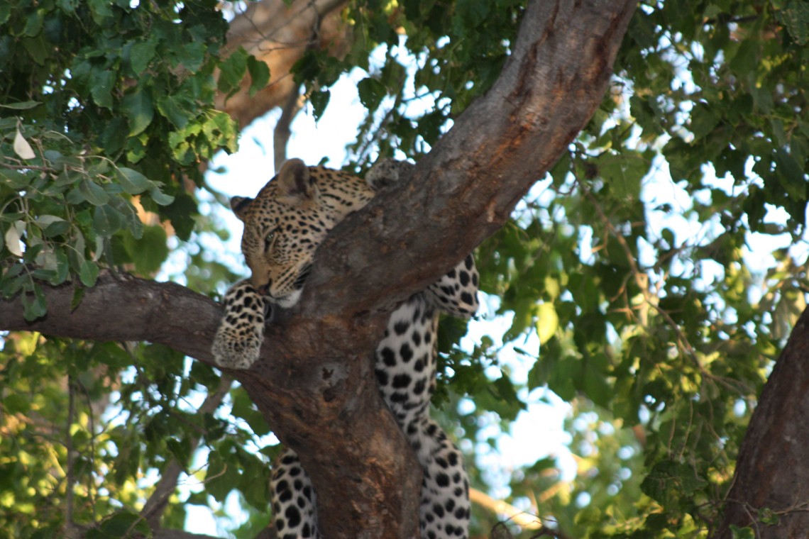 South Africa Leopards Disc4 100