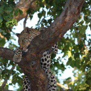 African Leopards Suzanne Vlamis Photography
