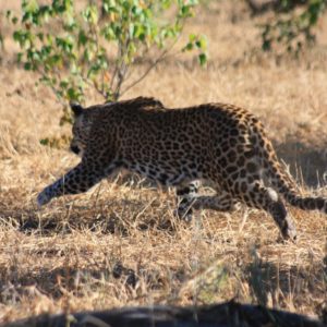 African Leopards Suzanne Vlamis Photography