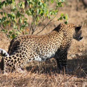 African Leopards Suzanne Vlamis Photography