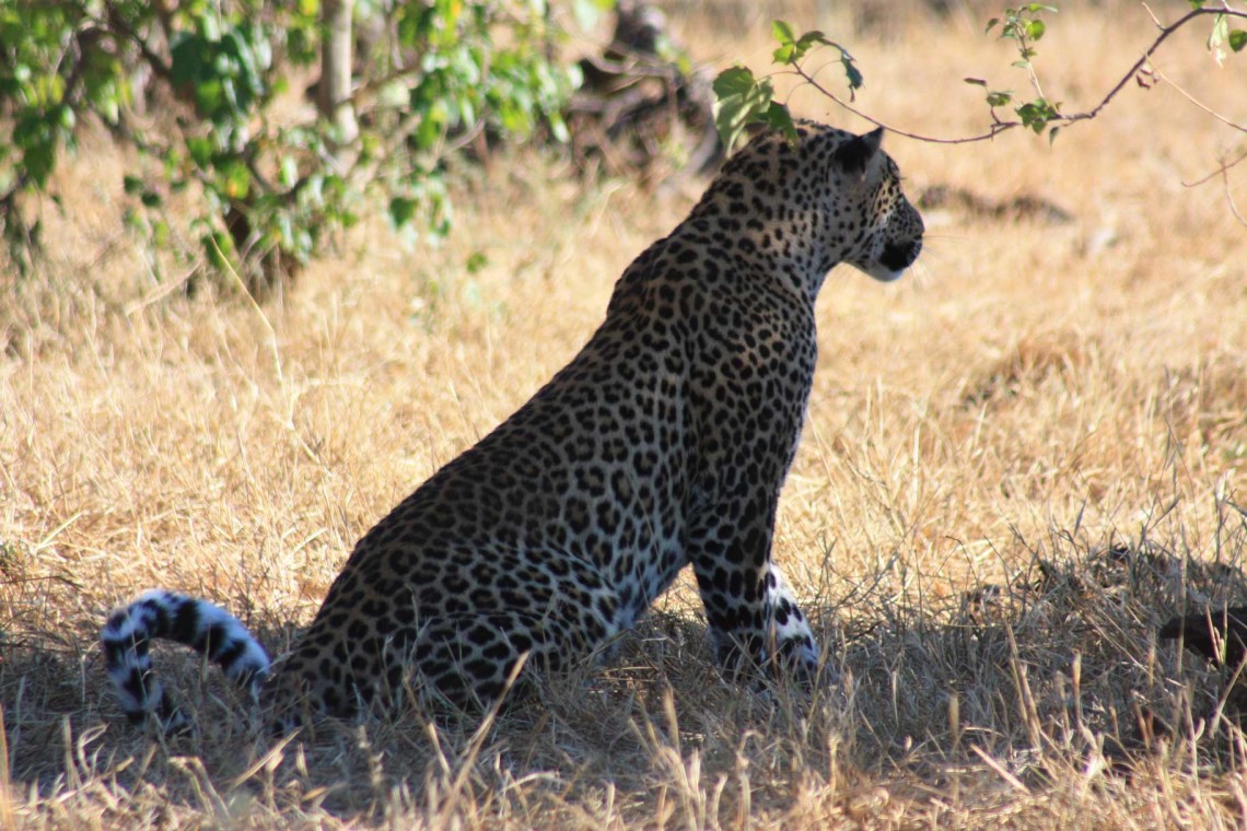 South Africa leopars Disc3 154