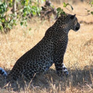 African Leopards Suzanne Vlamis Photography