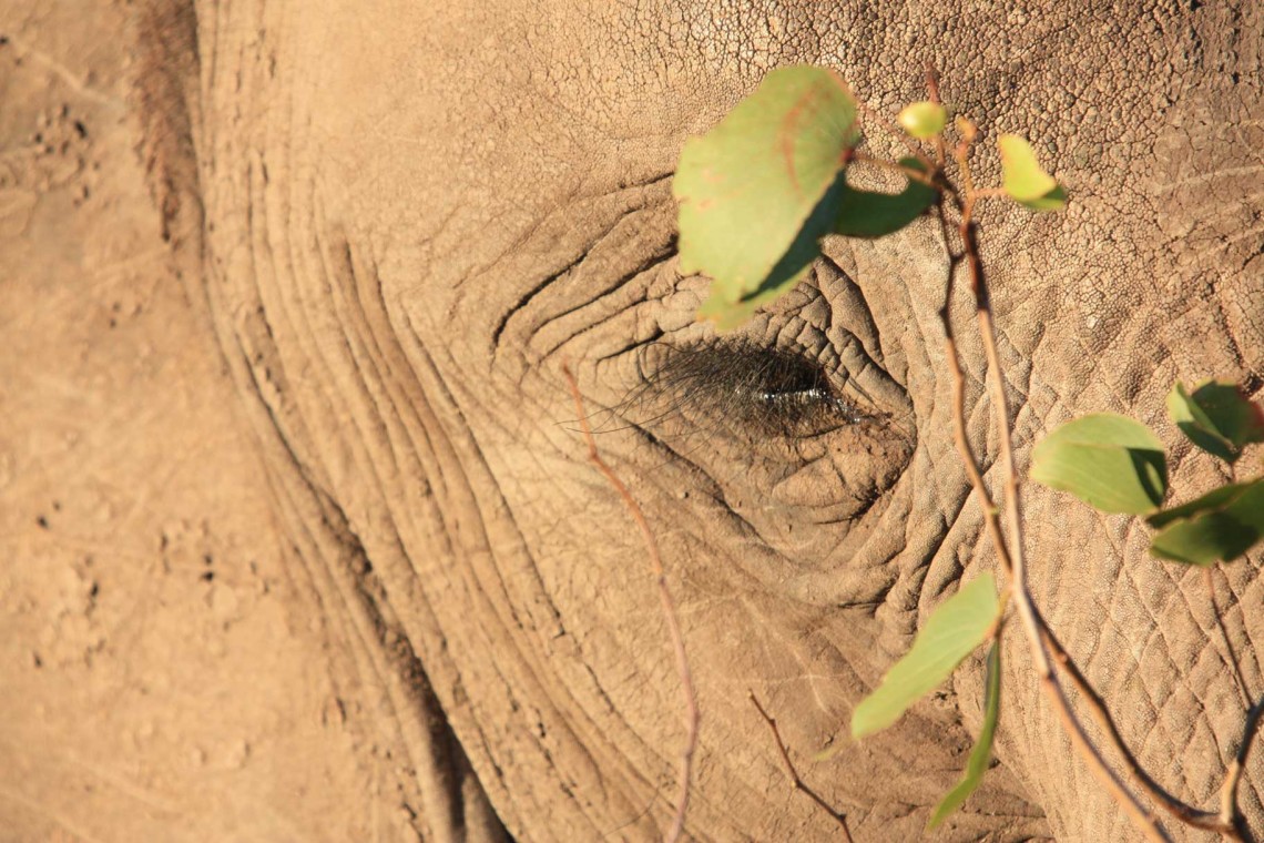 South AfricaDisc3 350