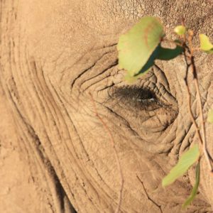 African Elephants - Suzanne Vlamis Photography