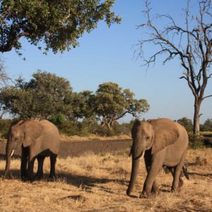 African Elephants - Suzanne Vlamis Photography