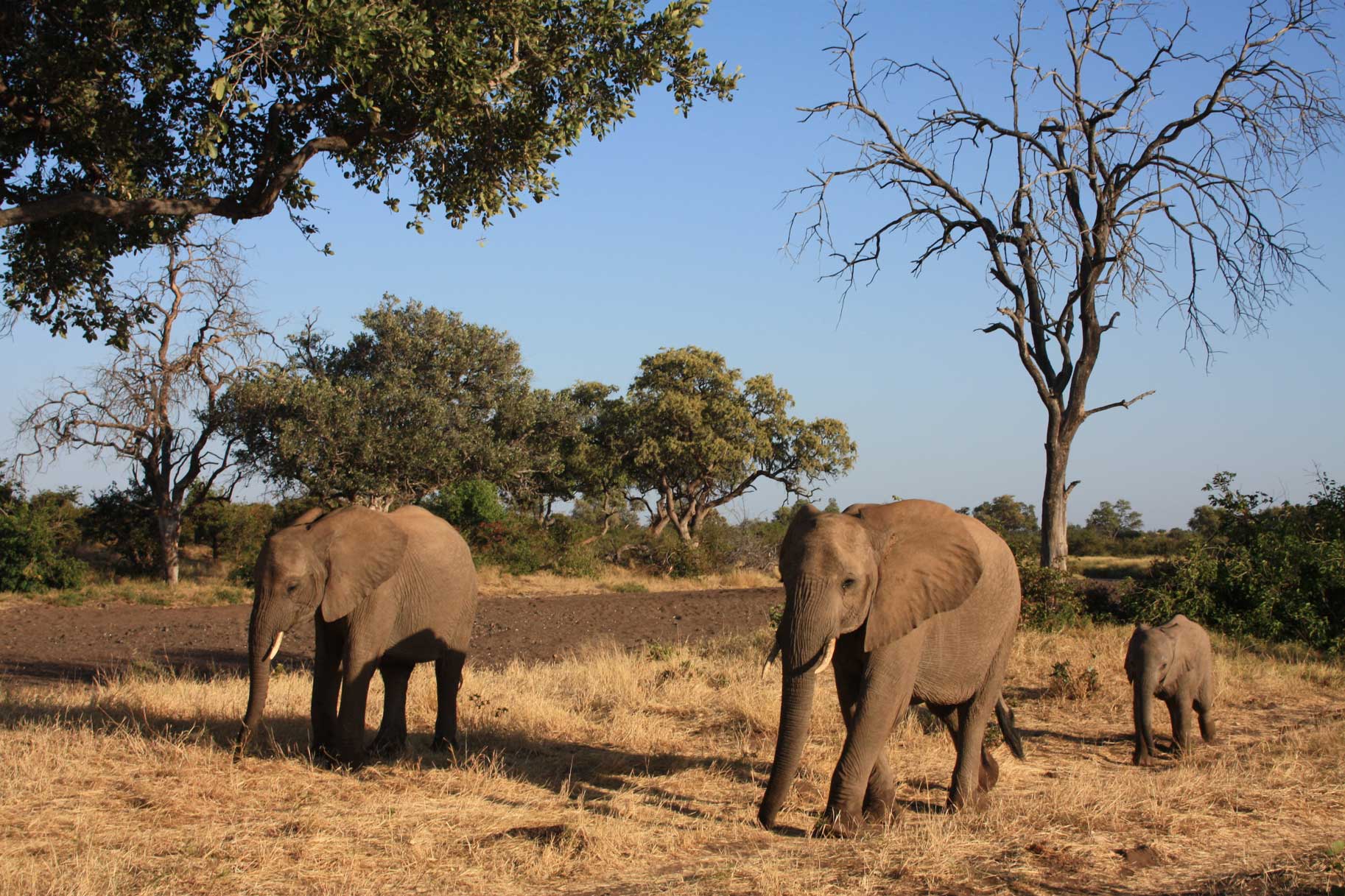 African Elephants - Suzanne Vlamis Photography