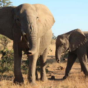 African Elephants - Suzanne Vlamis Photography