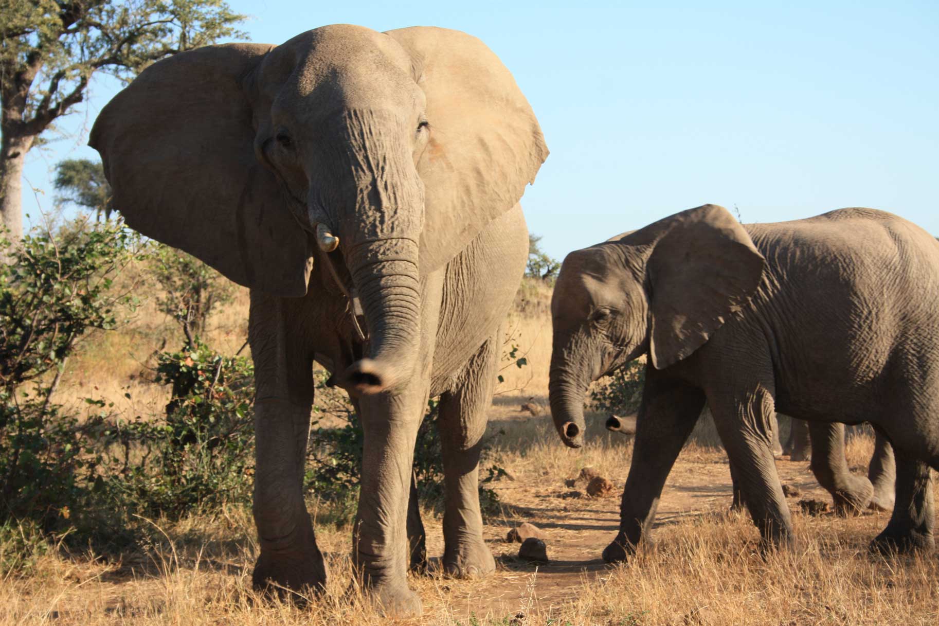 African Elephants - Suzanne Vlamis Photography