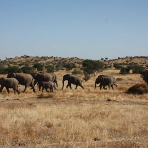 African Elephants - Suzanne Vlamis Photography