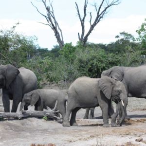 African Elephants - Suzanne Vlamis Photography