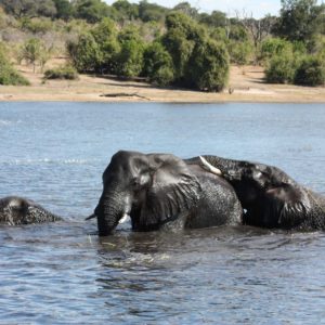 African Elephants - Suzanne Vlamis Photography