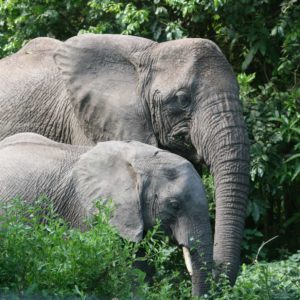 African Elephants - Suzanne Vlamis Photography