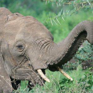 African Elephants - Suzanne Vlamis Photography