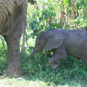 African Elephants - Suzanne Vlamis Photography