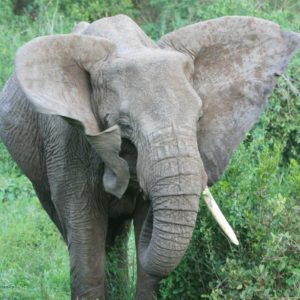 African Elephants - Suzanne Vlamis Photography