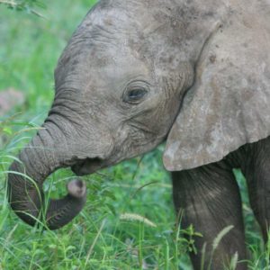 African Elephants - Suzanne Vlamis Photography